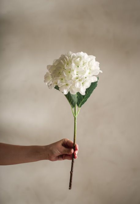 Hovedbilde Mr Plant Hortensia creme 48 cm